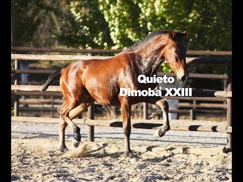 Quieto Dimoba XXIII (Publicado 3-12-2018)