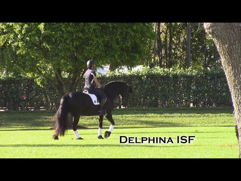 Delphina ISF at ISF South, Wellington, FL - March 2021 - Developing Friesian Dressage Horse
