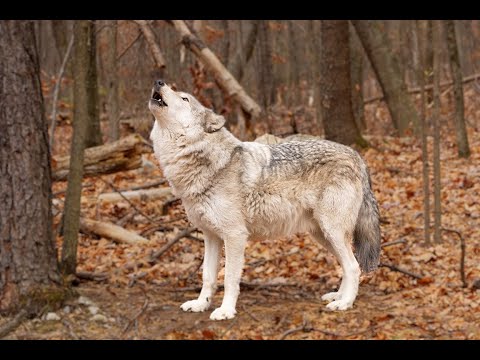 Lakota Wolf Photography. Great Photo Opportunity For Photographers of Any Skill Level