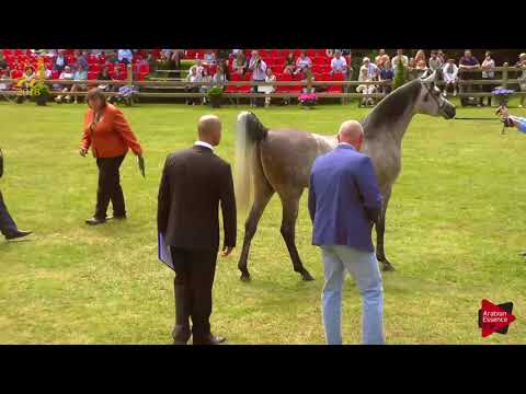 N.155 MM ERASMO - Bruges 2018 Int B - 3 Years Old Colts (Class 108)