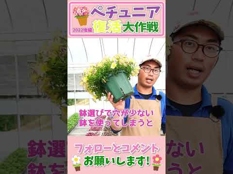  10月末までペチュニアの開花を促進して鑑賞するにはどうすればよいですか？  庭園