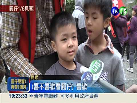 眾所期待! 圓仔1月6日正式見客