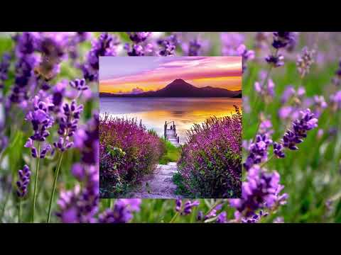 Bliss Looper - Finally