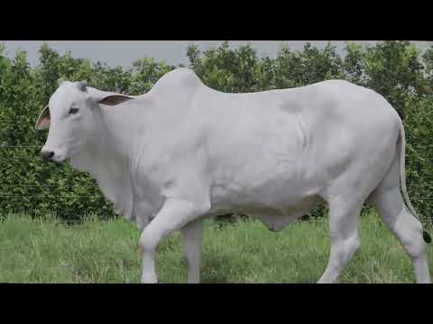 LOTE 12 - REMC A4313, Fêmea Nelore à venda na 11ª SEMANA PRIMAVERA GENÉTICA ADITIVA