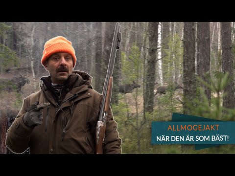 Hageljakt på rådjur med Drever! - Allmogejakt