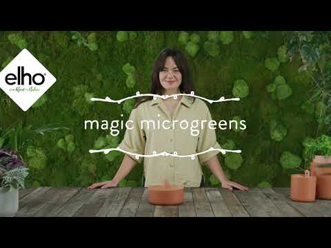 elho magic microgreens