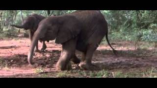 African Animals Getting Drunk Off Ripe Marula Frui