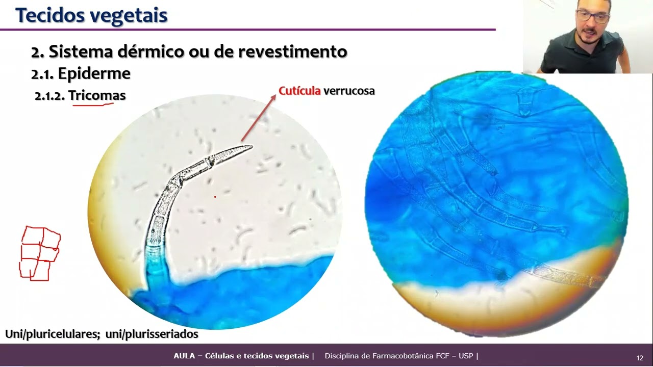 Células e tecidos vegetais