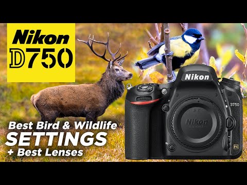 Nikon D750 Set Up (like the D850) for Bird & Wildlife Photography