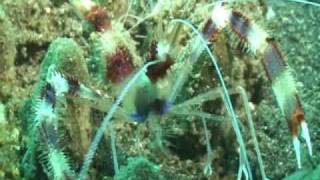 preview picture of video 'MarineBio Indonesia Expedition - Lembeh Strait'