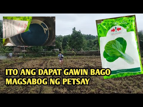 BAGO MAGSABOG TANIM NG PETSAY, ITO ANG DAPAT GAWIN