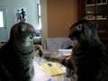 Cats The Real Reason I Can T Get Work Done