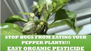Stop Bugs From Eating Your Pepper Plants!  Easy to Make Organic Pesticide.