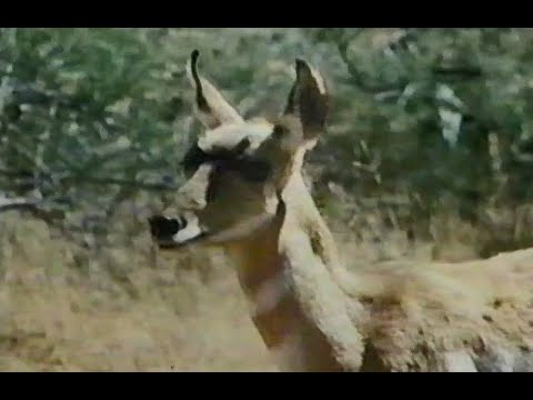 Walt Disney's "Run, Light Buck, Run" Season 12 Ep 21 (Edited)