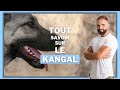 La race de chien Kangal : caractère, éducation, dressage, comportement, santé de ce chien de race