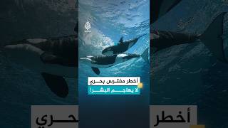 الأوركا.. حوت قاتل لا يهاجم البشر