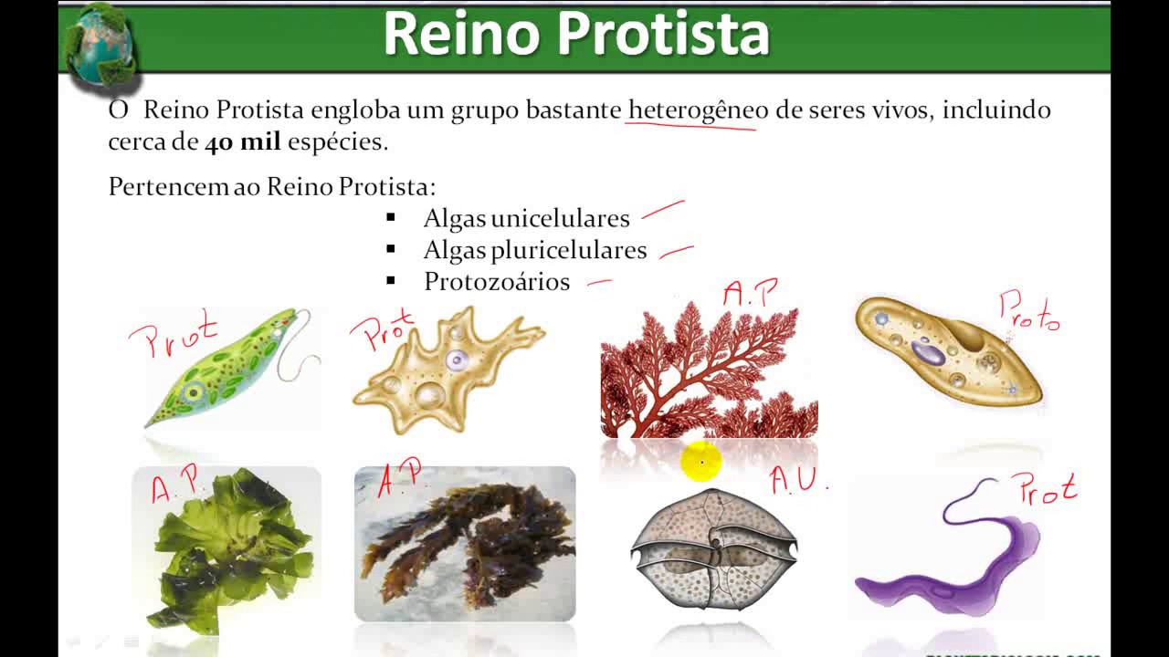 Os cinco reinos dos seres vivos