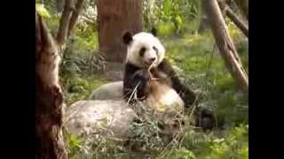 preview picture of video 'Research Base of Giant Panda Breeding (Chengdu, CHINA)'