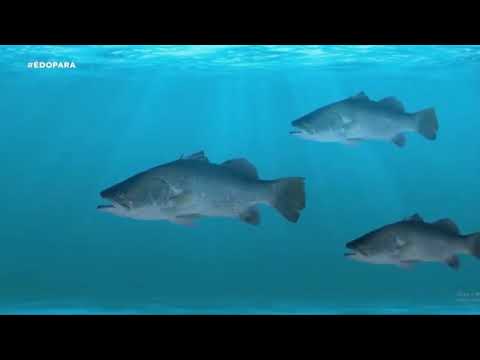 É do Pará em Capitão Poço. Que maravilha! 😍