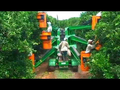 , title : 'How Oranges Are Harvested in The Garden, The Most Modern Agricultural Harvesting Machines 2020'