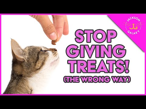 The Benefits of Treats, Training and Reward for Cats