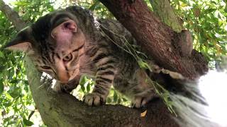 Reading Chinese English after your helpful critiques ASMR