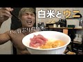 【美味すぎて飛ぶ】減量末期の身体に白米にウニ乗っけて食ったら・・ヤバすぎ・・