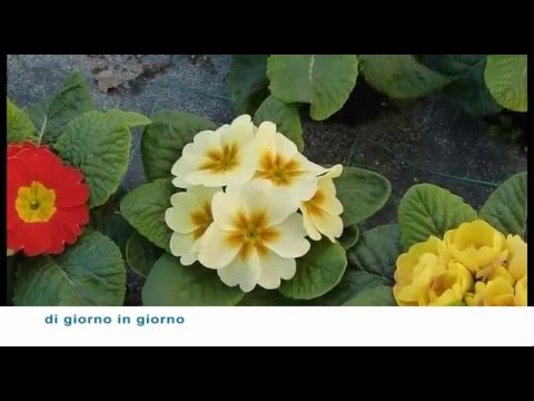 La pigmentazione di rinforzo di crema La faccia di decolorazione fa i bagagli con un limone da posti dopo posti