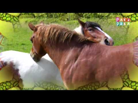 Animapaka I: Caballo (Cap. 11) - Canal Pakapaka