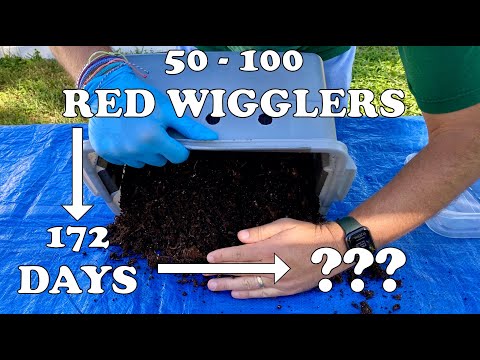 Worms Counted! Population Exploded! 1st Round of Castings Complete In My Tiny Worm Bin Vermicompost