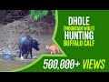 Indian Wild Dog Dhole Vs Indian Wild Water Buffalo - Dhole Hunting Buffalo Calf