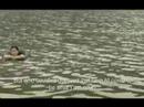WILD BEAST Trailer