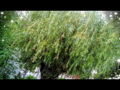 VRBIN ČAJ ( HORMON RASTA ) ZA CVEĆE - WILLOW TEA ( GROWTH HORMONE ) FOR FLOWERS