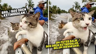 Download lagu MASYAALLAH.! Selamat Dari Banjir, Kucing Ini Terus Mengeong Mencari Temannya yang Belum Dievakuasi mp3
