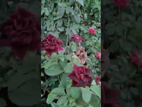 All variety rose plant