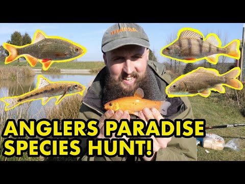 Artsjagt i fiskesøen