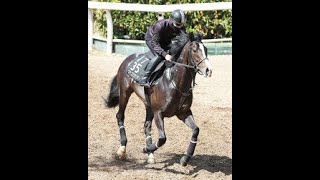 【ニュージーランドＴ】マテンロウオリオンが３連勝を狙う 昆調教師「どんな競馬でもできる」|Top News