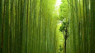 Our Anchor Within The Veil - Hebrews 6:13-20