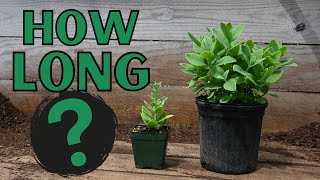 Making Money Growing Plants - How long does it take?