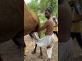 Camels Life Villagelife Camel Milk Rajasthan Woman Routine In Desert India Viral