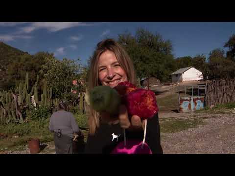 La tuna por primera vez trajo fortuna a Miquihuana. Un rincón remoto de Tamaulipas aplaude a su tuna