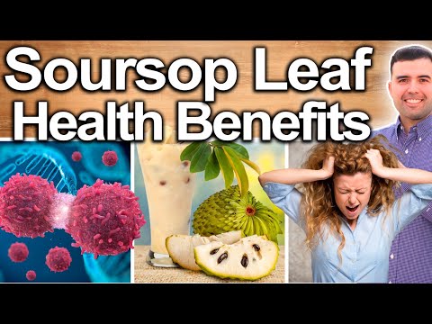 SOURSOP LEAF EVERY DAY! - Best Ways To Take, Uses, Side Effects And Contraindications