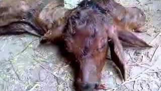 preview picture of video 'Miracle (Mojza) by Allah-A new born calf with 2 heads-Mandiala-Gujranwala'