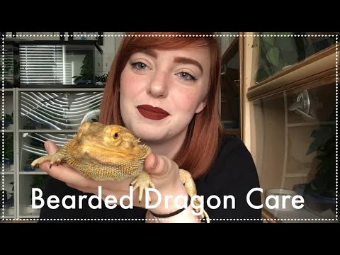 download lagu mp3 mp4 Pogona, download lagu Pogona gratis, unduh video klip Pogona