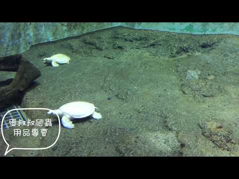豬鼻龜要去哪裡買