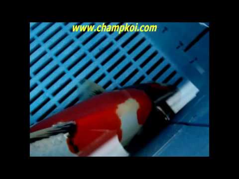 Doitsu Showa 17 C 779