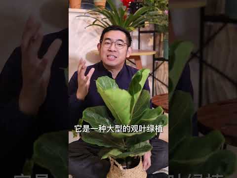 琴葉榕擺放位置