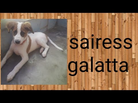 Harshini's dog sairess galatta in Tamil/ sairess galatta  part 1 in harshini.  com ......