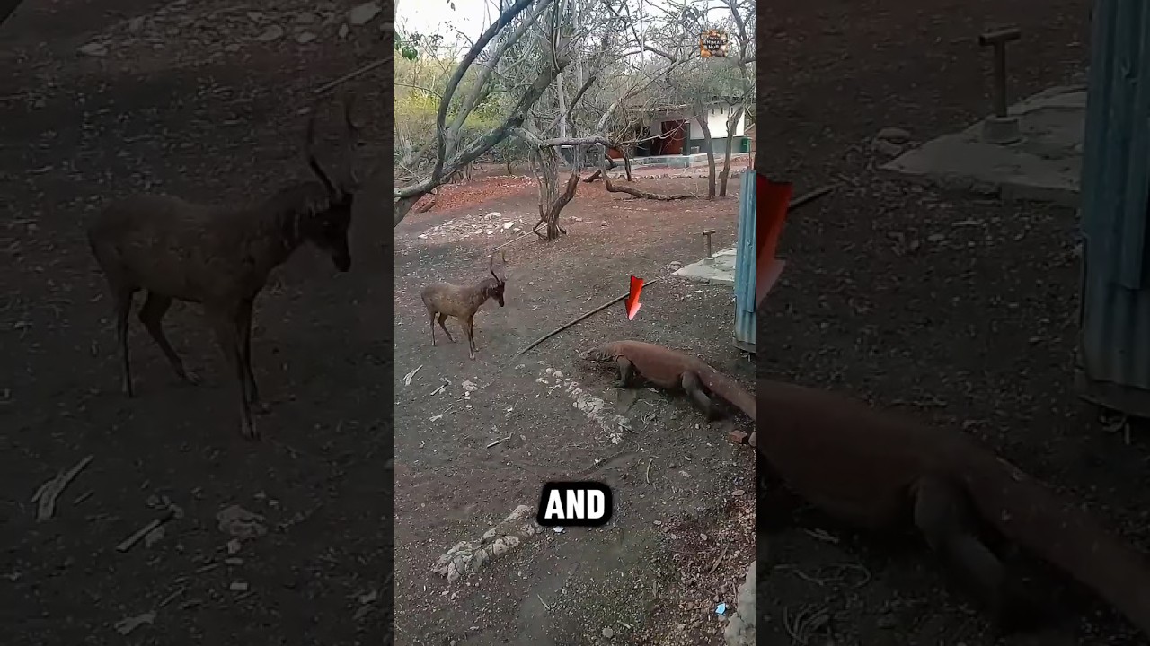 Komodo Dragon Attack Explained: World’s Deadliest Lizard You Should Fear 🐉