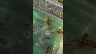 Nymphs in the river #nymphs #stonefly #mayfly